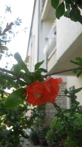 Apartments Grzunov