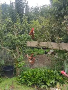 bienvenue chez Joëlle et André au 207 - Châtillon-en-Vendelais