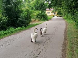 Agroturystyka Noclegi pod Dębem-blisko Energylandii