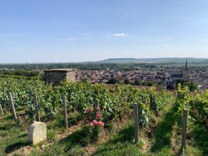 Appartements Champagne & Grand Cru : photos des chambres