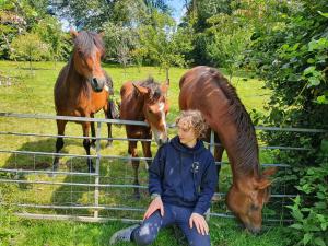 B&B / Chambres d'hotes Ferme equestre Gateau Stables : photos des chambres