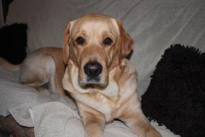 Менада Луксор Апартаменти Отваря се в нов прозорец - Благоевград