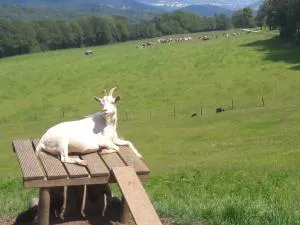 Au Doubs Repos - 萨兰莱班