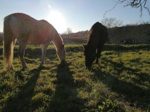 B&B / Chambres d'hotes Le Temps Serein : photos des chambres