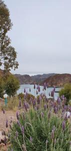 Casa Las Lavandas - LOS REYUNOS