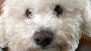 Detached 3 Bed House Ideal for Long Stays & Pets - Gwernymynydd