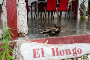 El Hongo Finca Hostal Camping
