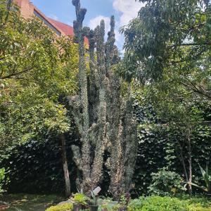 cozy mini loft near COLMEX FLACSO