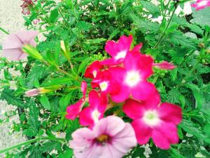 VILLA MONICA Diano San Pietro (IM) Italy