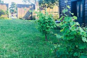 Maisons de vacances La cabane des vignes avec spa nordique : photos des chambres