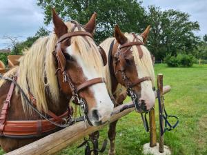 B&B / Chambres d'hotes L'Elephant Heureux : Chambre Double ou Lits Jumeaux avec Vue