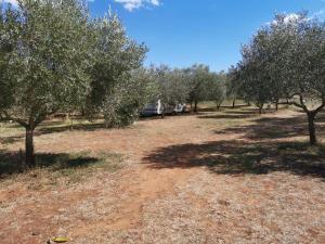 Jacuzi Cottage in the olive grove