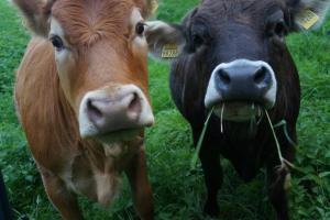 Gutshof Dobschütz - Urlaub auf dem Bauernhof