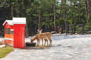 Kensington Resort Seorak Valley