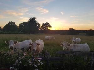 B&B / Chambres d'hotes La Lisiere du Morvan : photos des chambres