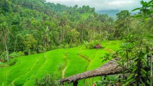 Budas Homestay Lemukih