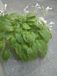 Botanical garden 