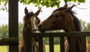 Maisons de vacances Holiday home Haras du Ry : photos des chambres