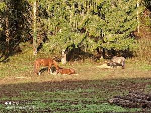 Les Lodges Du Pavillon F2