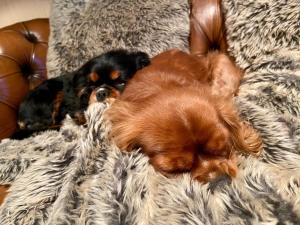 Feathertop Alpine Lodge