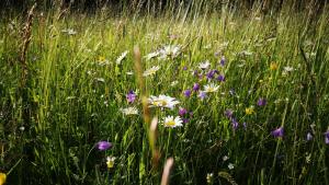 Maringotka Gerlovka Šumava