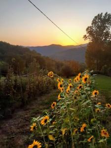 Country Residence Turicchi