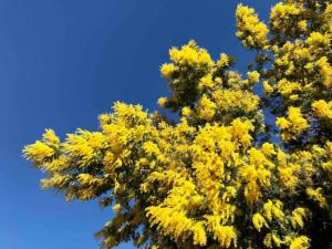 Appartements Villa les Alizes : photos des chambres