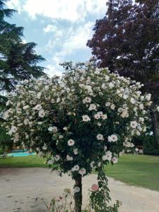 B&B / Chambres d'hotes le domaine du chaffard : photos des chambres