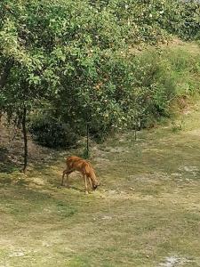 Villino Camparbino vista lago d orta