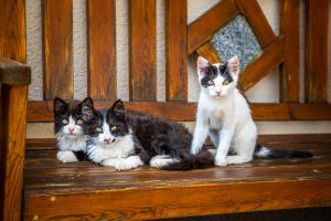 Bio-Familienbauernhof Grubsteighof