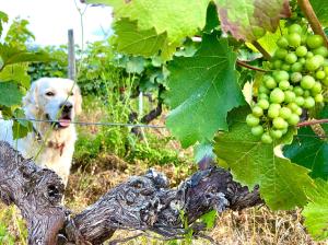 Maisons de vacances Au Coeur des Vignes : photos des chambres