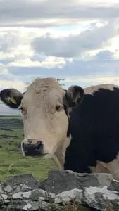 Wild Atlantic Way Apartment - 利敦瓦纳