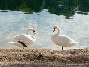 Apartman Put Svete Kate