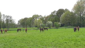 Vakantiewoning t Haller Vorden