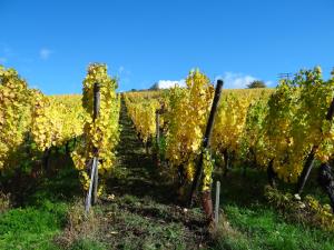 Appartements Au coeur des vignes : photos des chambres