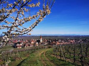 Appartements Au coeur des vignes : photos des chambres