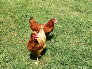 Hotels Hotel le Mas des Ponts d'Arles : photos des chambres