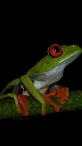Cabinas Balcon del Mar Tortuguero