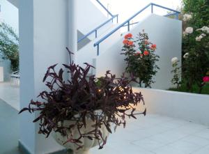 Dimitra Apartment Hotel Ilia Greece