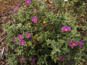 B&B / Chambres d'hotes L' Oree du Val : Chambre Double - Vue sur Jardin