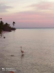 Mi habitat holbox-Maravilla natural