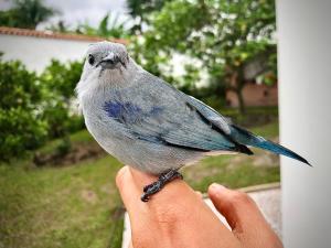 El Bongo de Chinauta