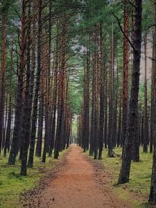 Gintarinė KOPA - jaukūs apartamentai prie jūros ir pušyno
