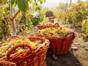 Podere Fichereto Tuscany Apartment in Florence countryside