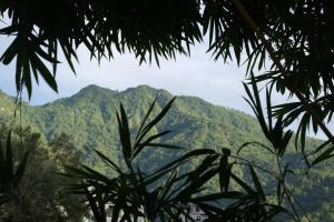 MVT Guesthouse & Restaurant (Rishikesh)