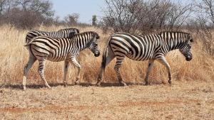 Sondela Nature Reserve & Spa Makhato Lodges