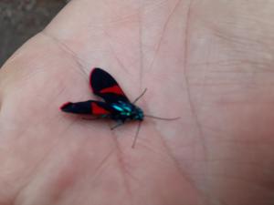 Monteverde Romantic Cabañas 5minutes mtv park