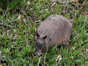 Monteverde Romantic Cabañas 5minutes mtv park