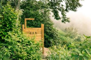 El Pino Centenario 4