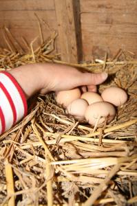 Sejours a la ferme Biologite : photos des chambres